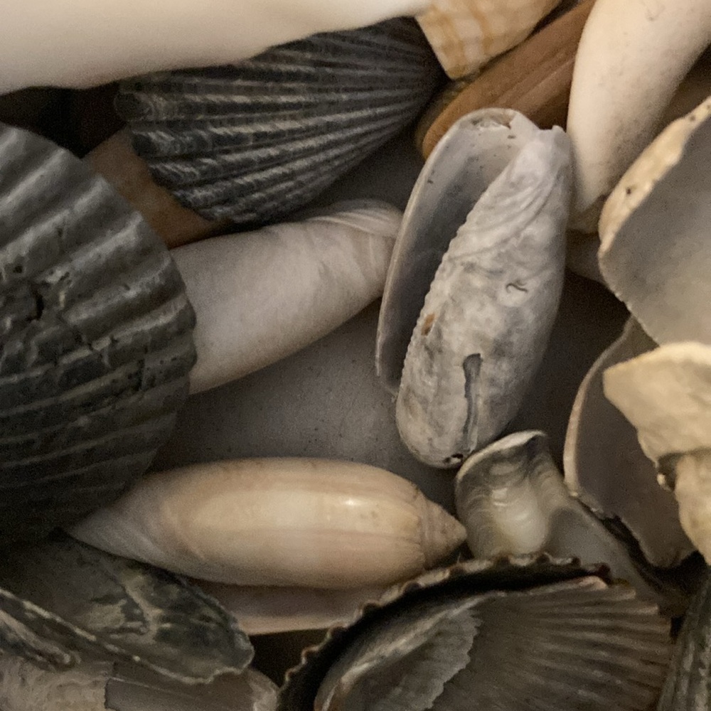 Shells and Conk Collection - Picture 2 of 3